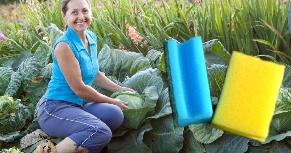 Por qué necesitas una esponja de cocina en el jardín: 3 trucos interesantes