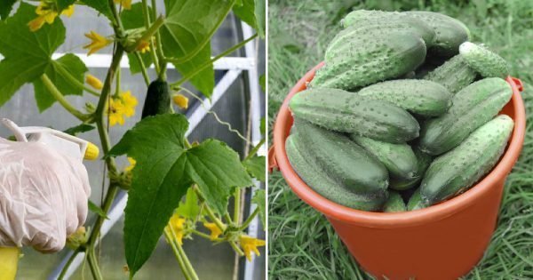 Aderezo foliar para pepinos, según todas las normas