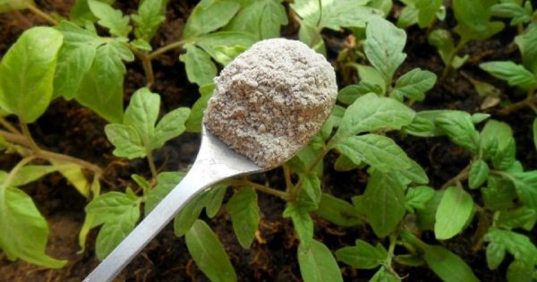 Fertilizante de fósforo para plantas: cómo hacer que las plántulas sean saludables y robustas