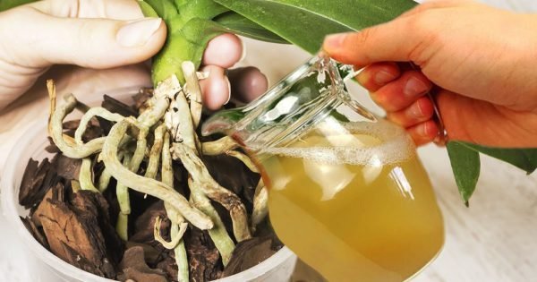 Fertilizante para orquídeas con cáscara de papa, después de lo cual olerán fragantes y florecerán magníficamente