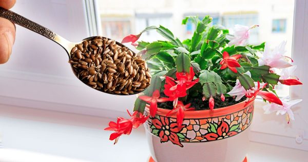 Fertilizante para flores de interior a partir de semillas de lino Fertilizante para flores de interior a partir de semillas de lino