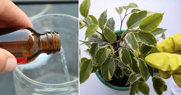 Un ficus adulto después del invierno se volvió calvo. Aliméntalo en marzo y admira las hojas frescas.