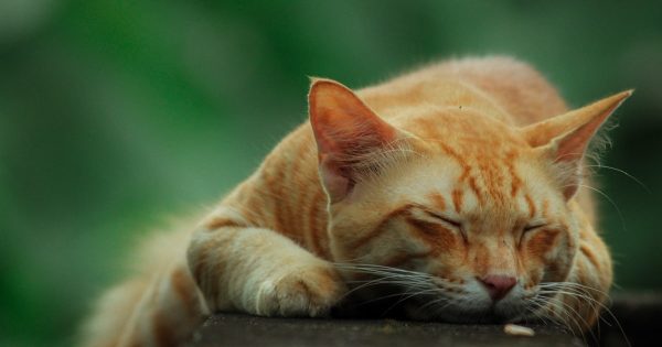 El 1 de septiembre celebramos el Día de los gatos amarillos, las mascotas que atraen dinero a la casa El 1 de septiembre celebramos el Día de los gatos amarillos, las mascotas que atraen dinero a la casa
