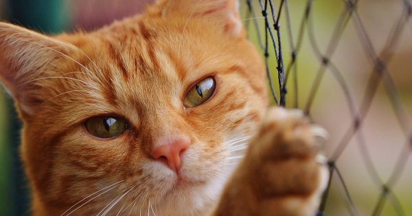 Un gato pelirrojo fue encontrado en el aeropuerto, la dueña voló sola y se llevó el transportín