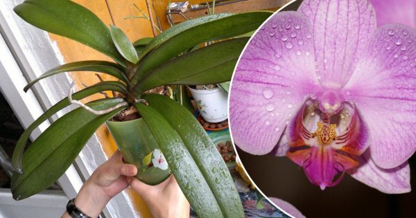 Gotas pegajosas en la orquídea: ¿hay que hacer algo?