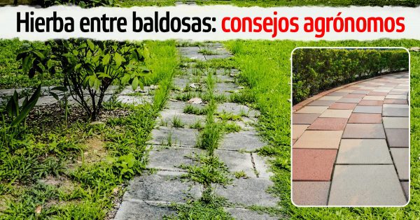 Un viejo agrónomo aconsejó verter agua hirviendo sobre la hierba entre las baldosas, ahora sólo hago eso