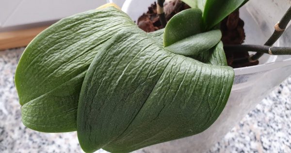 Qué hacer si las hojas de una orquídea están flácidas