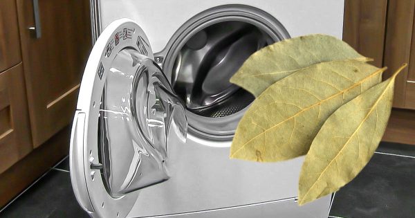 Las amas de casa experimentadas ponen hojas de laurel no solo en la sopa, sino también en la lavadora. Las amas de casa experimentadas ponen hojas de laurel no solo en la sopa, sino también en la lavadora.