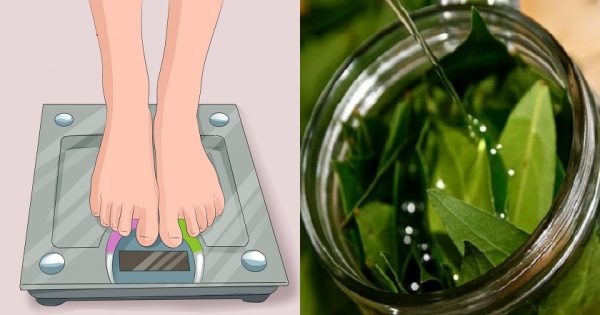 Laurel y canela: adelgazamiento a lo natural.