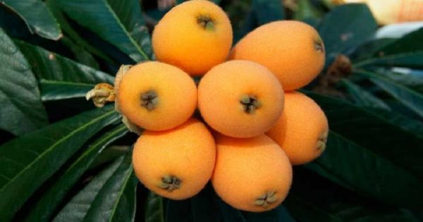 Este magnífico remedio te ayudará a producir insulina, cuidar los riñones y regular la tensión sanguínea.