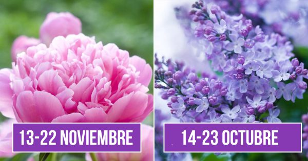 Por qué el horóscopo floral es mejor que el horóscopo del zodiaco