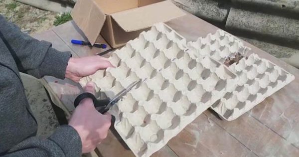 Si las hueveras ya no están inactivas, usémoslas, convirtiéndolas en cosas excelentes