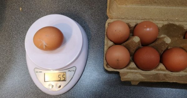 ¿Por qué los huevos de gallina grandes deben comerse con precaución? ¿Por qué los huevos de gallina grandes deben comerse con precaución?