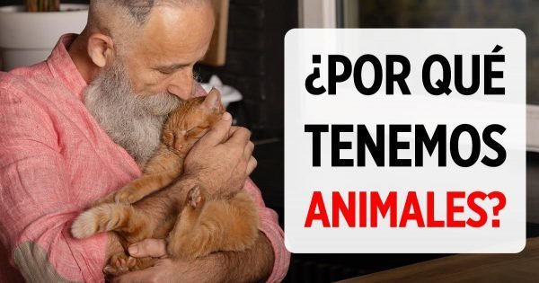 ¿Qué dice la falta de voluntad para tener mascotas sobre una persona, según un psicólogo en ejercicio?