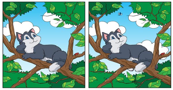 Un puzzle con un gato para los que no temen las dificultades Un puzzle con un gato para los que no temen las dificultades