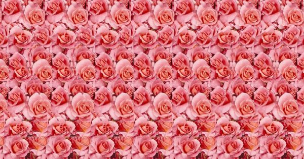 Cualquiera que vea tres corazones en una imagen estéreo pronto se encontrará con el amor fatal