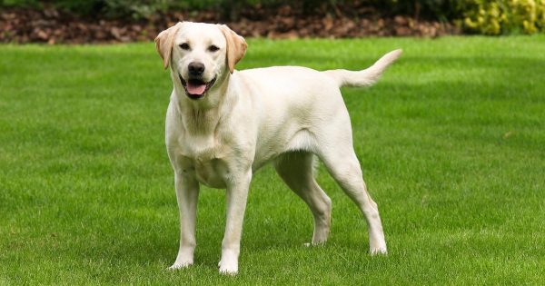 Las mejores razas de perros para un apartamento Las mejores razas de perros para un apartamento