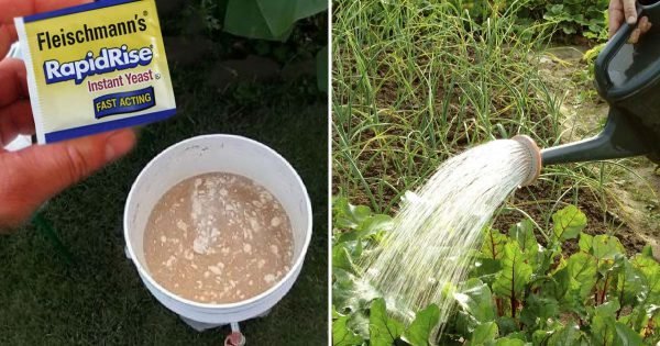 Procedimiento para fertilizar plantas con levadura seca