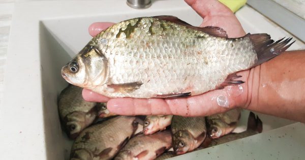 Si Cenicienta se casara con un pescador, solo limpiaría el pescado de esta manera