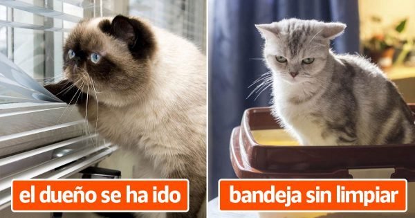 Seis cosas que los gatos no soportan