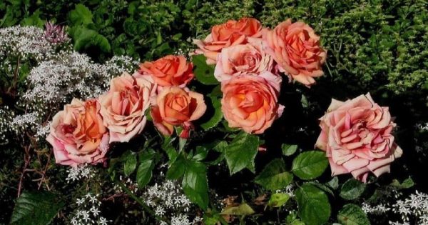 Malos vecinos para las rosas: lo que no se puede plantar cerca de ellas