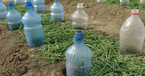 ¿Por qué deberías meter botellas de plástico en las camas de flores?