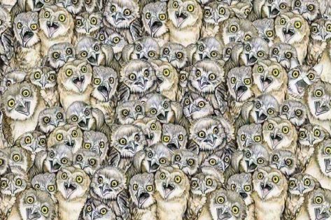 Llevo 15 minutos mirando la imagen y no consigo averiguar dónde está el gato, inténtalo tú mismo, quizás puedas hacerlo mejor Llevo 15 minutos mirando la imagen y no consigo averiguar dónde está el gato, inténtalo tú mismo, quizás puedas hacerlo mejor