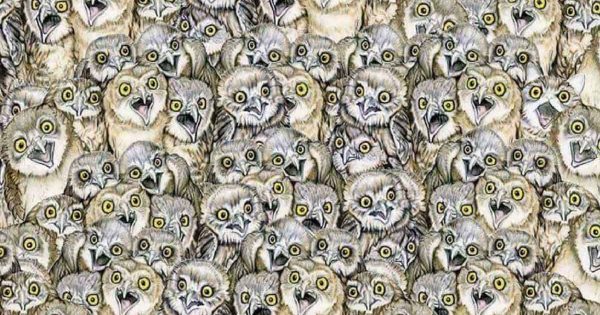 Llevo 15 minutos mirando la imagen y no consigo averiguar dónde está el gato, inténtalo tú mismo, quizás puedas hacerlo mejor