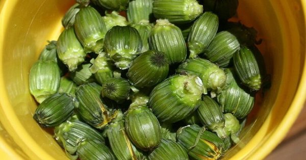 Cómo hacer mermelada de diente de león