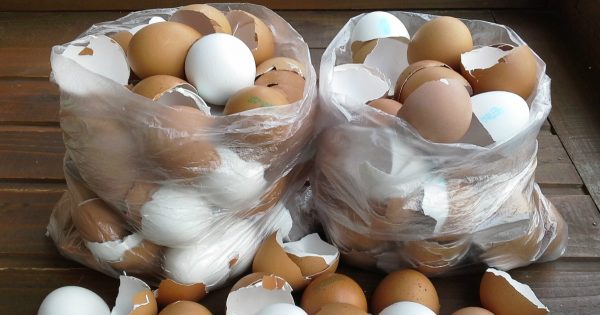 Es por eso que dejé de tirar las cáscaras de huevo! Ahora las convierto en algo sorprendente…