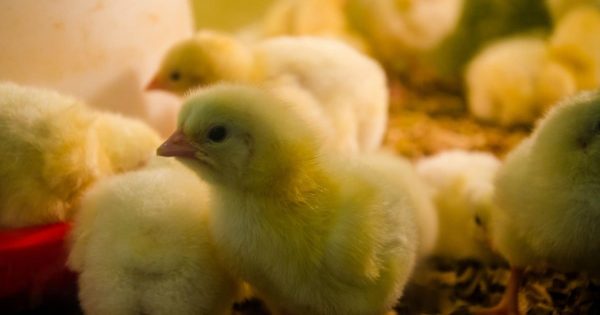 El granjero puso hábilmente un huevo de águila en el nido de una gallina doméstica y comenzó a observar lo que sucedería a continuación