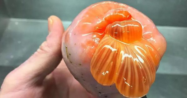 Alimentos de buena reputación que se pueden comer incluso de noche