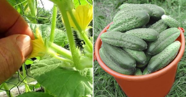 Cómo cultivar los pepinos para duplicar su rendimiento Cómo cultivar los pepinos para duplicar su rendimiento