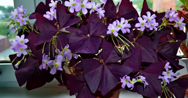 Por qué deberías llevar a casa una oxalis: características de esta planta de interior Por qué deberías llevar a casa una oxalis: características de esta planta de interior