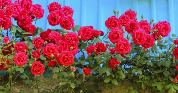 ¿Qué tipo de vecinos no tolerará una rosa caprichosa?