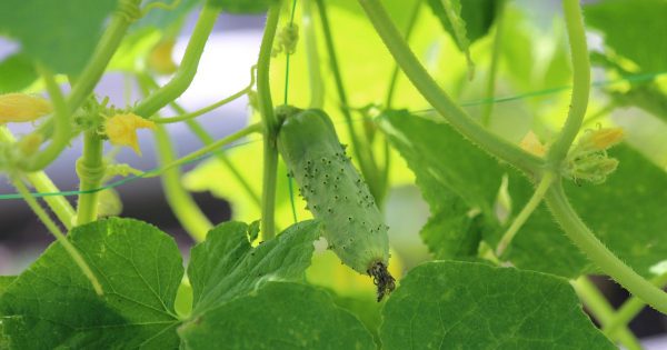 Ya no hay que tirar los pepinos amargos, mi vecina vino y me enseñó a quitar el amargor