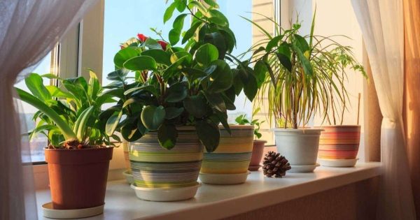 El periodo de latencia de las plantas de interior: cuáles no abonar en invierno