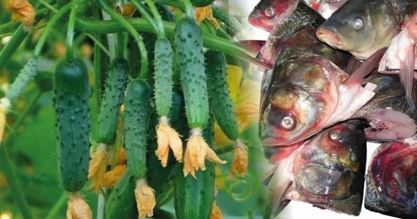 Pescado como fertilizante