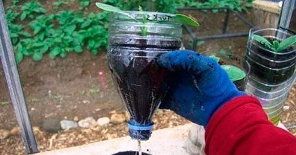 Cómo cultivar pepinos en una botella