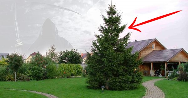 Es por eso que no puedes plantar una pícea cerca de la casa. Para reducir el efecto negativo…