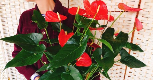 Plantas de interior de moda que requieren cuidados