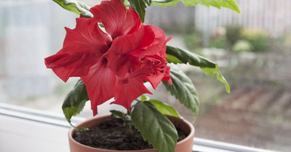 Plantas mágicas que ayudan a casarse incluso en un caso perdido