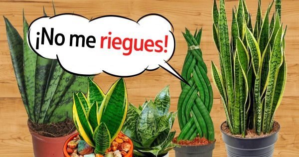 Plantas de interior hermosas, que no requieren mucha atención.