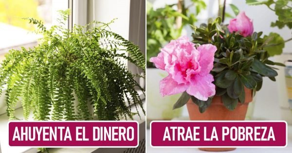 ¿Qué plantas sacan dinero de la casa y provocan pobreza?