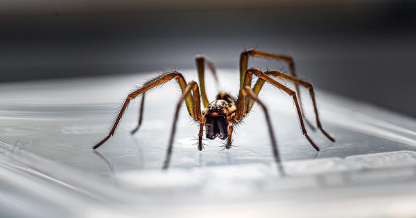 ¿Qué pasará con la casa donde han aparecido muchas arañas?