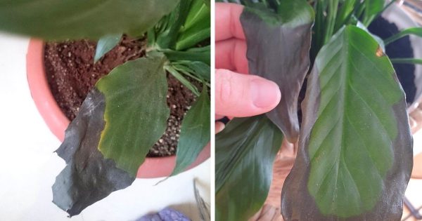 Por qué las hojas de Spathiphyllum se vuelven negras y cómo solucionarlo Por qué las hojas de Spathiphyllum se vuelven negras y cómo solucionarlo