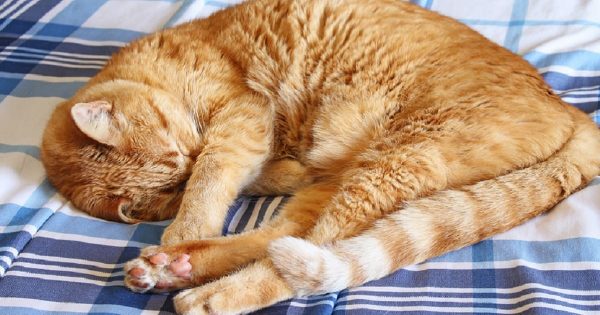 Por qué tener un gato en casa: 10 razones para tener una mascota peluda
