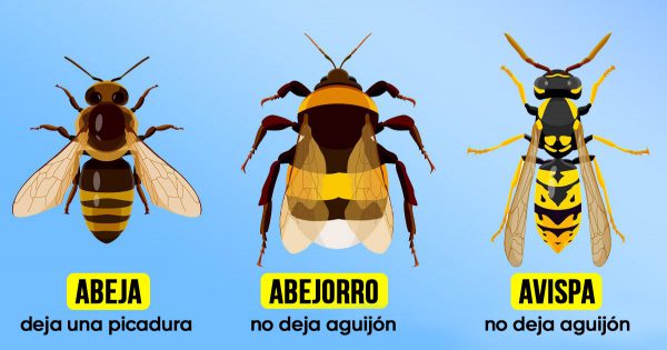 Primeros auxilios para picaduras de insectos: avispas, abejas y abejorros