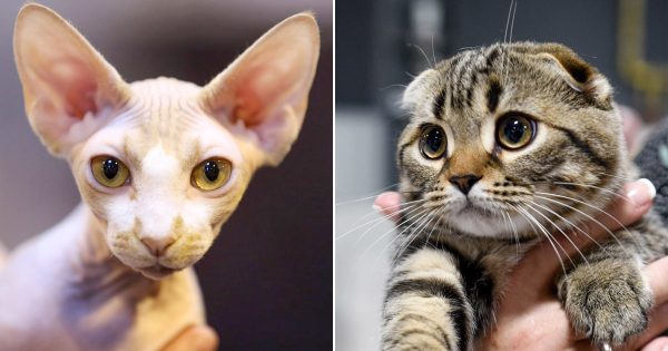 Qué razas de gatos son las más abandonadas para sus dueños Qué razas de gatos son las más abandonadas para sus dueños