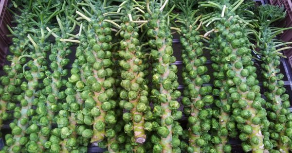 Así lucen estos productos en las plantas antes de la cosecha.